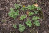 Ranunculus constantinopolitanus