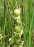 Rhinanthus vernalis