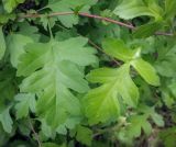 Crataegus monogyna. Листья. Пермский край, г. Пермь, Кировский р-н, пос. Кировский, дол. р. Заборная, одиночный куст в зарослях Physocarpus opulifolius и Caragana arborescens вдоль железнодорожной насыпи. 02.07.2020.