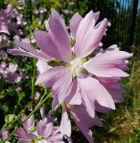 Malva thuringiaca