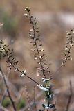 Lepidium perfoliatum