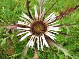 Carlina cirsioides