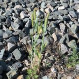 Triticum aestivum. Плодоносящие растения. Ульяновск, Заволжский р-н, ж.-д. ст. Верхняя Терраса, у насыпи железной дороги. 03.06.2021.