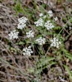 Pimpinella peregrina. Соцветие. Израиль, горы Самарии, западная часть, поселение Альпей Менаше, насаженная сосновая роща, каменистый склон. 14.04.2022.