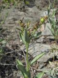 Linum alexeenkoanum