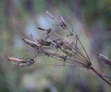 Chaerophyllum aureum