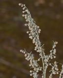 Artemisia absinthium