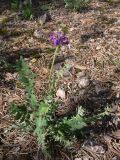 Oxytropis ivdelensis. Цветущее растение среди известняковых камней в сосново-лиственничном лесу. Свердловская обл., окр. г. Североуральск, правый берег канал Дублёр в районе известнякового карьера. 15.06.2011.