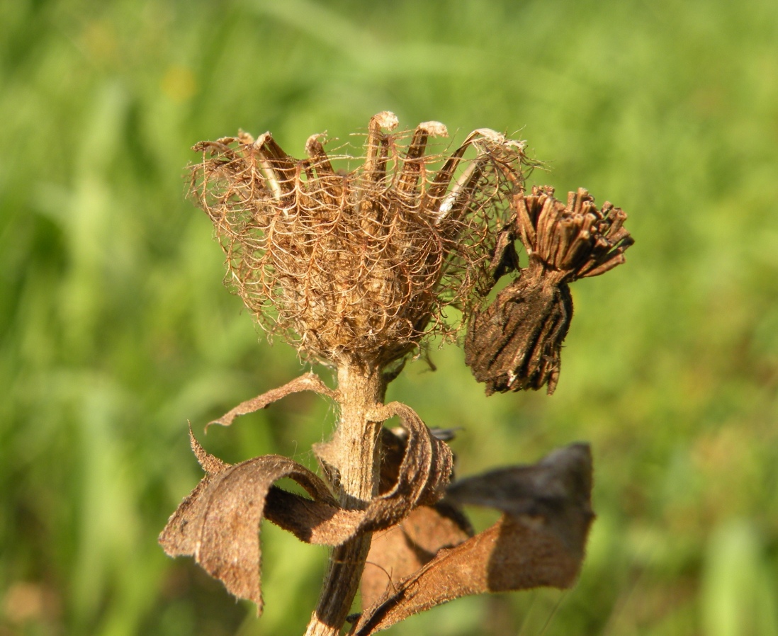 Изображение особи Centaurea trichocephala.