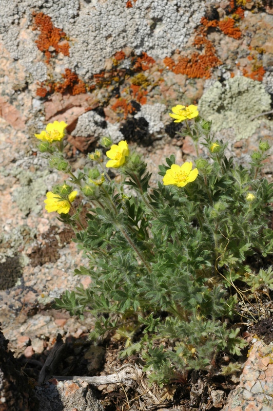 Изображение особи Potentilla soongorica.