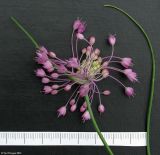 Allium stamineum