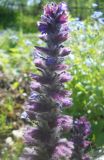 Ajuga orientalis