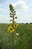 Verbascum blattaria. Верхушка цветущего растения. Краснодарский край, Кущёвский р-н, станица Шкуринская, сазовая степь (край мелиоративной канавы). 13.06.2009.