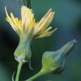 Sonchus oleraceus