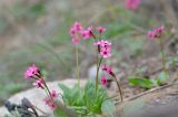 Primula fedtschenkoi