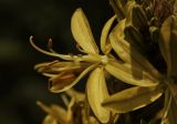 Asphodeline lutea