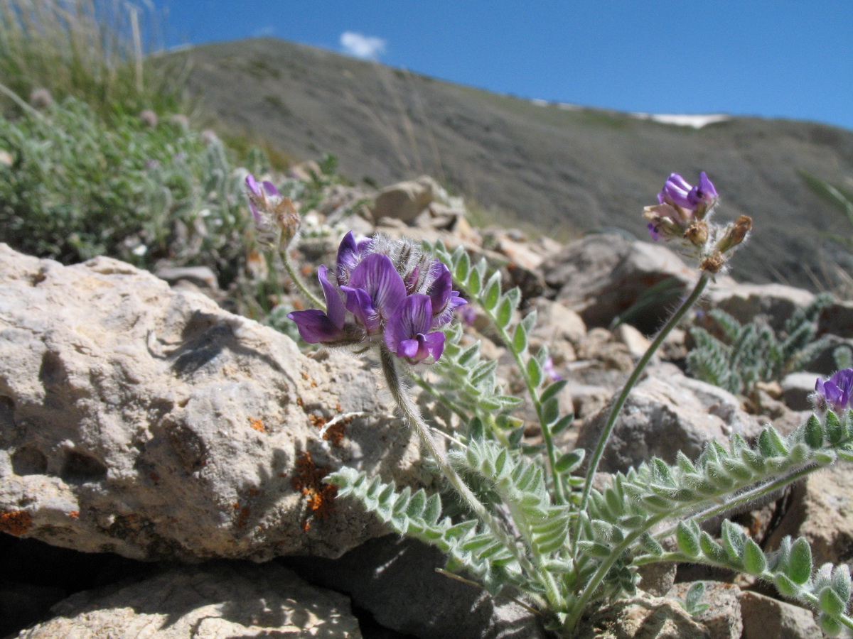 Изображение особи Oxytropis albovillosa.