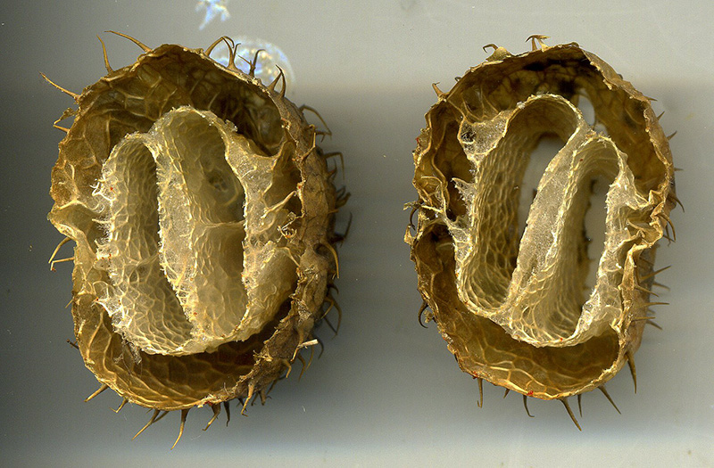 Изображение особи Echinocystis lobata.