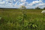 Heracleum sosnowskyi