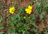 Ranunculus propinquus