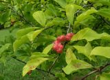 Magnolia kobus. Верхушка ветви с плодом. Краснодарский край, Сочи, Дендрарий. 23.09.2016.