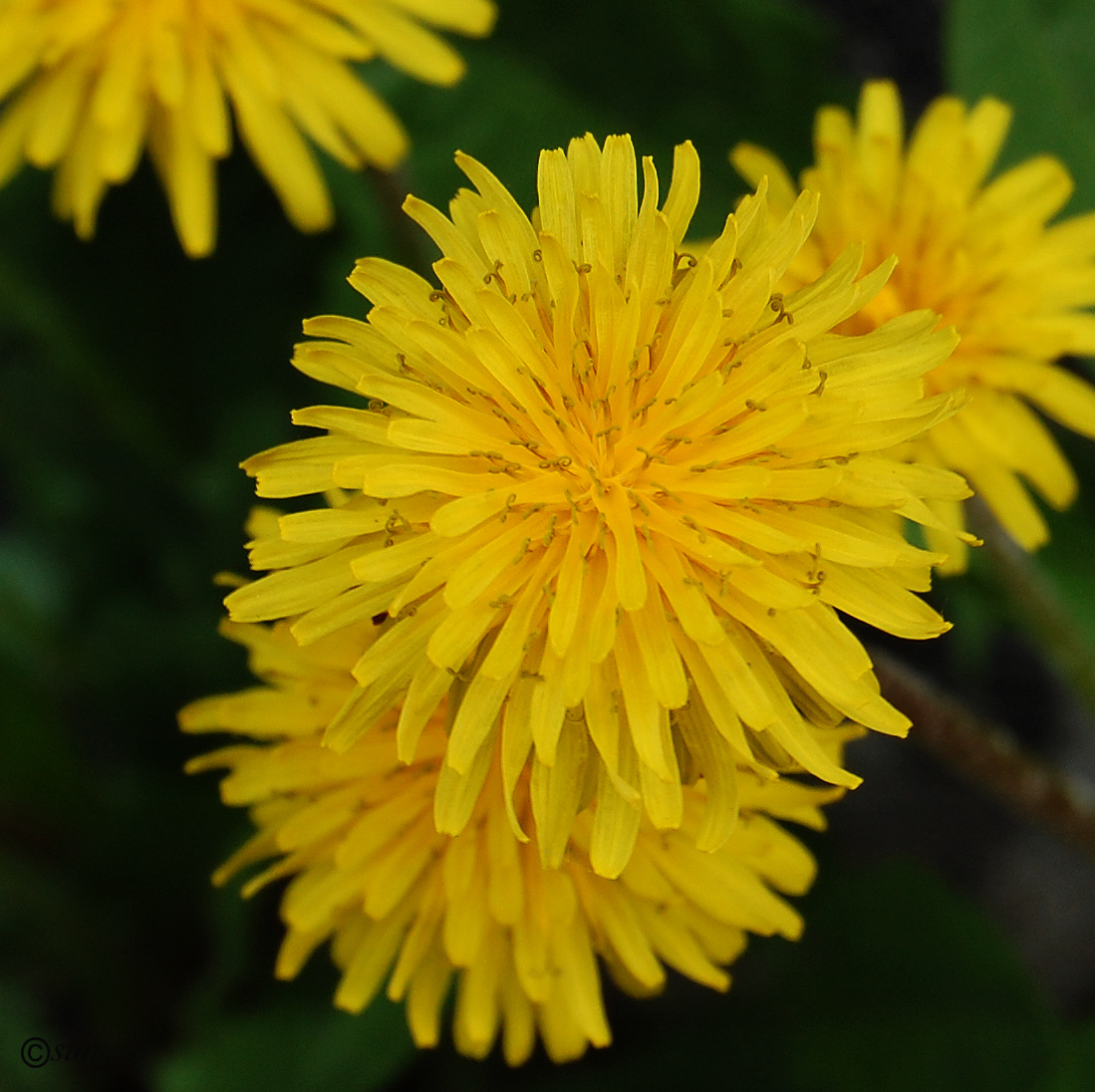 Изображение особи Taraxacum officinale.