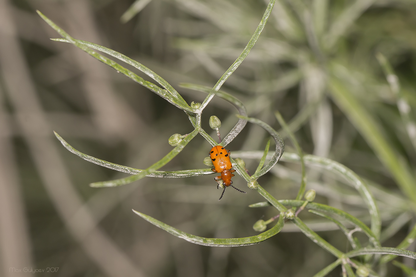 Изображение особи Asparagus verticillatus.