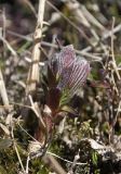 Astragalus frigidus. Разворачивающиеся молодые побеги. Окр. г. Мурманска, влажная ложбина в кустарничково-лишайниковой тундре, заросли кустарниковых ив. 26.05.2018.