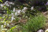 Dianthus arenarius