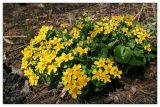 Caltha palustris