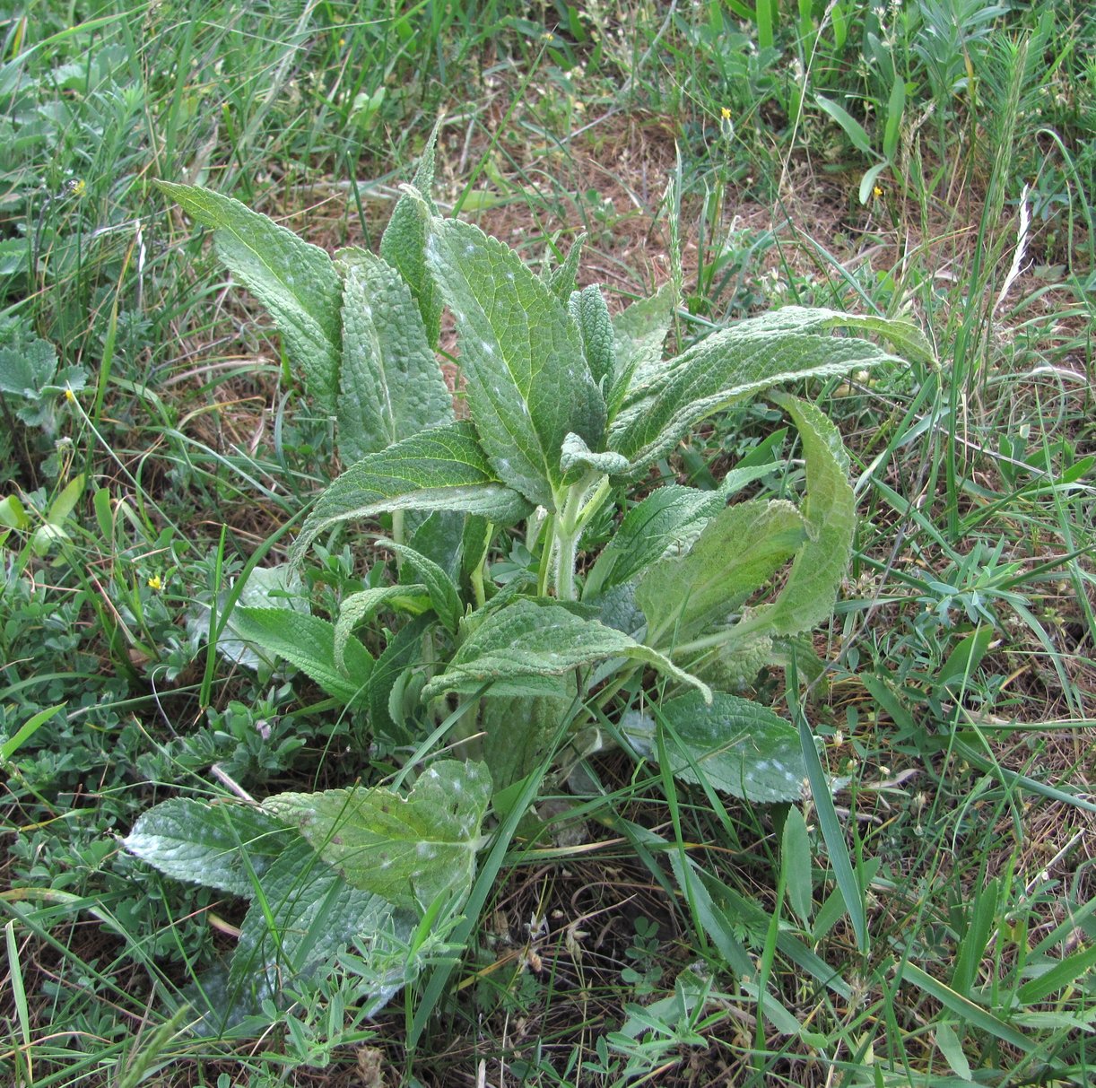 Изображение особи Phlomis majkopensis.