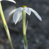 Narcissus obsoletus. Цветок. Республика Кипр, епархия Левкосия (επαρχία Λευκωσίας), г. Никосия (Λευκωσία), городской парк. 30.10.2018.