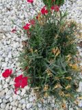 Dianthus chinensis. Отцветающее растение. Волгоград, Ботсад ВГСПУ. 29.10.2018.