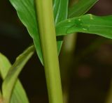 Elettaria cardamomum. Часть стебля с основанием листа. Танзания, автономия Занзибар, о-в Унгуджа, Urban/West Region, ферма специй \"Tangavizi\". 27.10.2018.