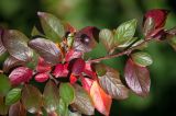 Cotoneaster lucidus. Часть ветви с плодами и листьями в осенней раскраске. Кировская обл., г. Киров, Ботанический сад Вятского государственного университета, в культуре. 22.09.2018.