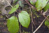 Rubus hirtus