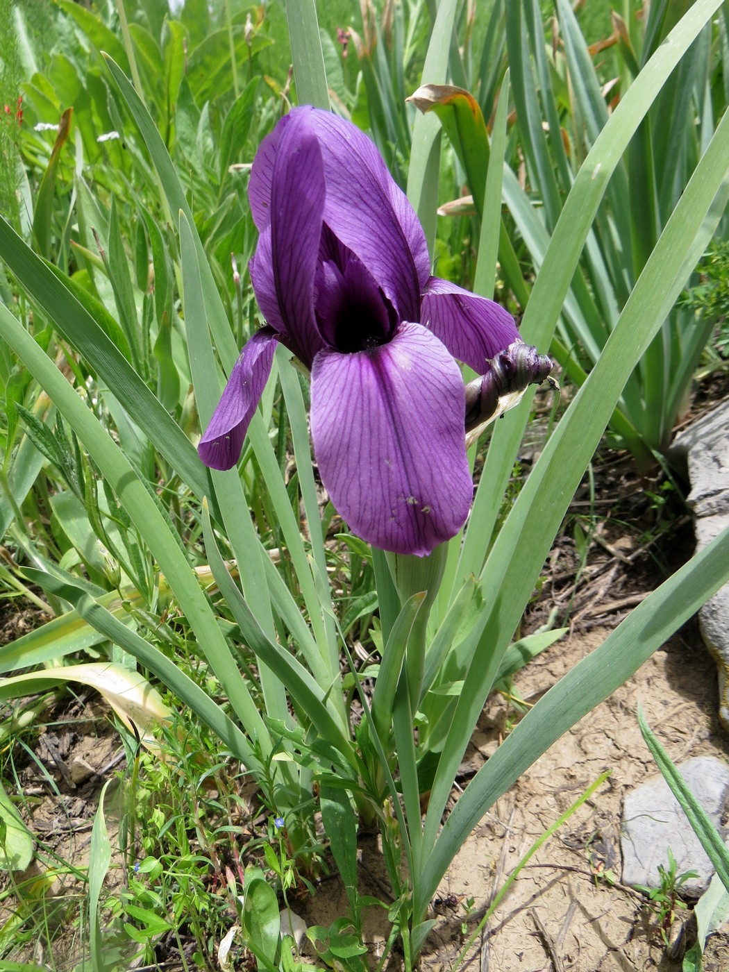 Изображение особи Iris hoogiana.