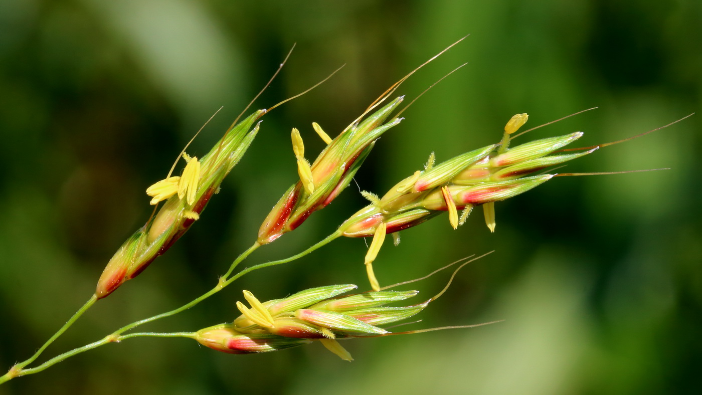 Изображение особи Sorghum &times; drummondii.