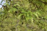 Gleditsia triacanthos var. laevis