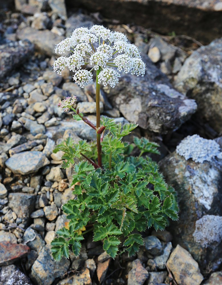 Изображение особи Kitagawia eryngiifolia.