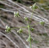 Pimpinella peregrina