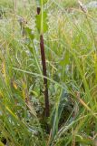 Cirsium simplex