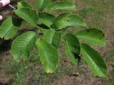 Ulmus japonica. Ветвь. Приморский край, Лазовский р-н, Лазовский заповедник, кордон Карпадь. 19.08.2009.