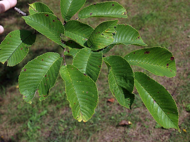 Изображение особи Ulmus japonica.