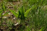 Phlomoides tuberosa. Растение в начале вегетации. Челябинская обл., Кизильский р-н, Кизильское сельское поселение, окр. пос. Соколки, степь. 6 мая 2023 г.