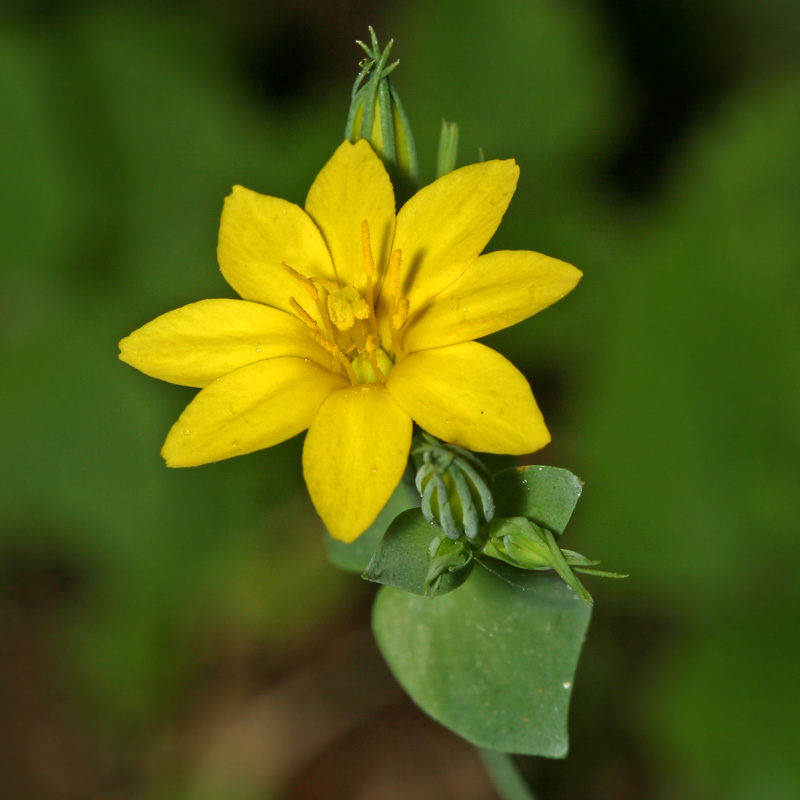 Изображение особи Blackstonia acuminata.