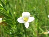 Gratiola officinalis. Цветок. Украина, Донецкая обл, Краснолиманский р-н, окр. пгт Ямполь, долина р. Жеребец. 22.06.2011.