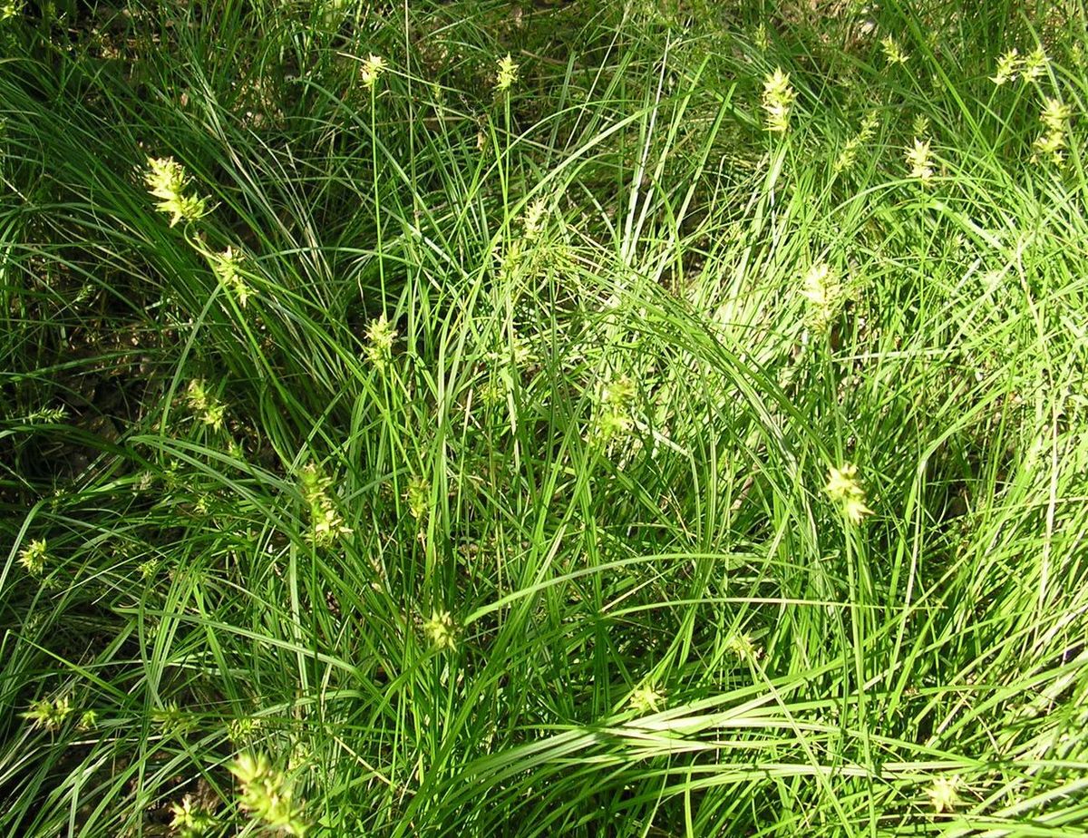 Изображение особи Carex spicata.