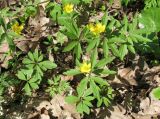 Anemone ranunculoides