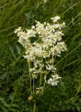 Filipendula vulgaris. Соцветие. Украина, Донецкая обл., Краснолиманский р-н, окр. пгт Ямполь. 24.05.2012.